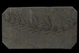 Fossil Pennsylvanian Horsetail (Asterophyllites) - France #114645-1